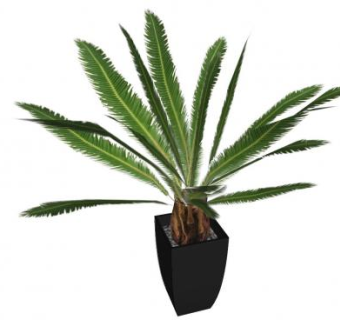 装饰植物苏铁树SU模型下载_sketchup草图大师SKP模型