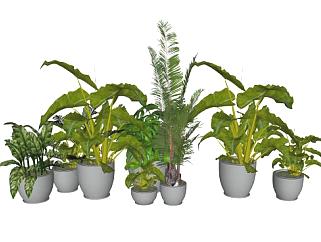 3D盆景植物系列SU模型下载_sketchup草图大师SKP模型