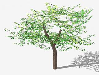 丛林树木植物SU模型下载_sketchup草图大师SKP模型