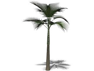 3D棕榈树景观植物SU模型下载_sketchup草图大师SKP模型