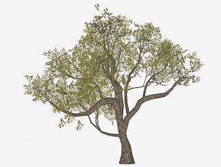 茂密的树木SU模型下载_sketchup草图大师SKP模型