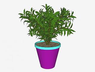 紫色花盆盆栽植物SU模型下载_sketchup草图大师SKP模型