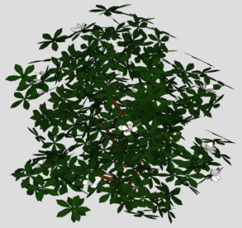 栀子花观赏植物SU模型下载_sketchup草图大师SKP模型
