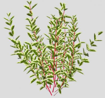 红色山茱萸SU模型下载_sketchup草图大师SKP模型