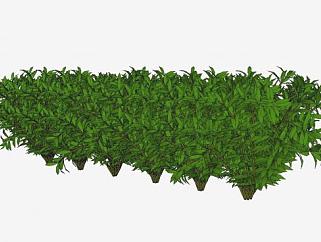 灌木植物<em>绿化带</em>SU模型下载_sketchup草图大师SKP模型