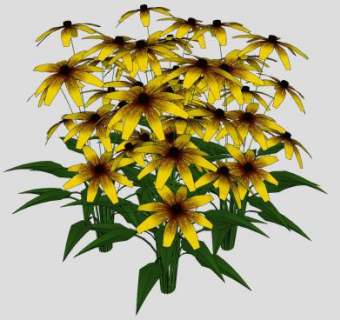 黄雏菊属植物SU模型下载_sketchup草图大师SKP模型