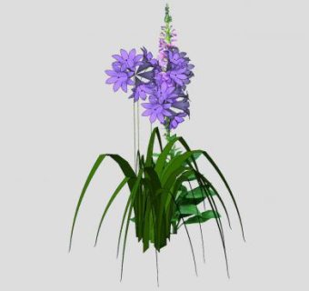 紫色花卉观花植物SU模型下载_sketchup草图大师SKP模型