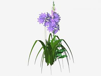 紫色花卉观花植物SU模型下载_sketchup草图大师SKP模型