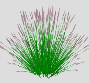 狼尾草植物sketchup模型下载_sketchup草图大师SKP模型