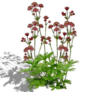 大星芹草本植物SU模型下载_sketchup草图大师SKP模型