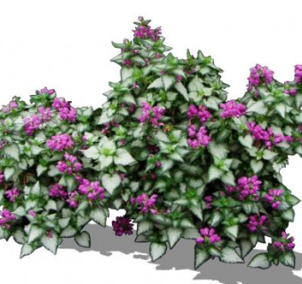 紫花野芝麻草本植物SU模型下载_sketchup草图大师SKP模型