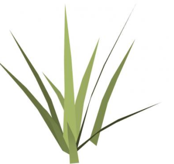 草本植物sketchup模型下载_sketchup草图大师SKP模型