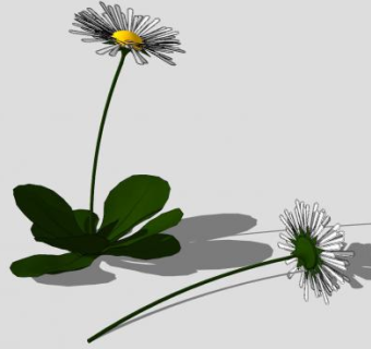 白雏菊植物SU模型下载_sketchup草图大师SKP模型