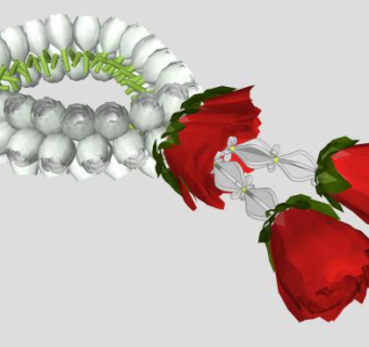 鲜花花环花饰SU模型下载_sketchup草图大师SKP模型