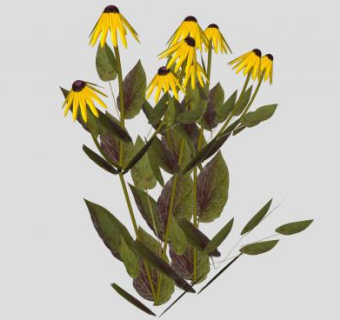 全缘金光菊植物SU模型下载_sketchup草图大师SKP模型