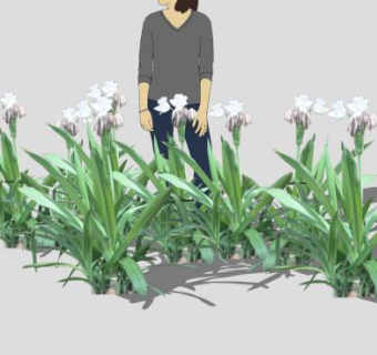 文珠兰属植物SU模型下载_sketchup草图大师SKP模型