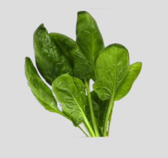 菠菜植物SU模型下载_sketchup草图大师SKP模型