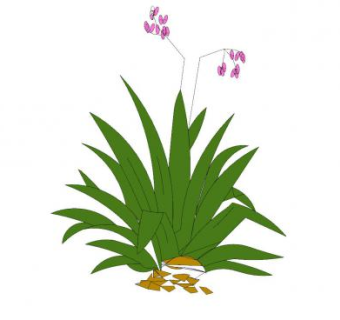 2D花草植物SU模型下载_sketchup草图大师SKP模型