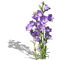 <em>紫色</em>风铃草属植物SU模型下载_sketchup草图大师SKP模型