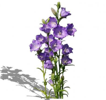 紫色风铃草属植物SU模型下载_sketchup草图大师SKP模型