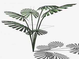 热带植物sketchup模型下载_sketchup草图大师SKP模型