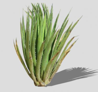 龙舌兰常绿植物SU模型下载_sketchup草图大师SKP模型