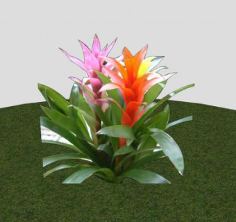 2D凤梨科植物SU模型下载_sketchup草图大师SKP模型