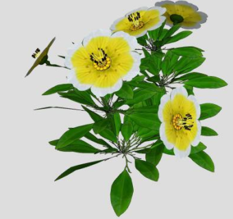 白黄色花草植物SU模型下载_sketchup草图大师SKP模型