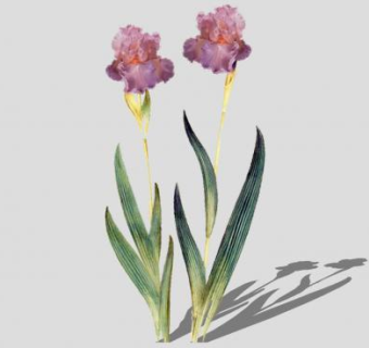 粉红色花卉植物sketchup模型下载_sketchup草图大师SKP模型