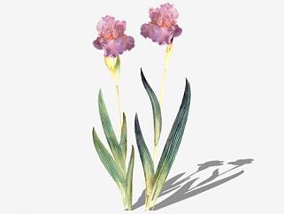 粉红色花卉植物sketchup模型下载_sketchup草图大师SKP模型