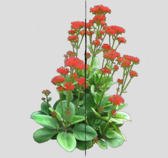 高凉菜属植物SU模型下载_sketchup草图大师SKP模型