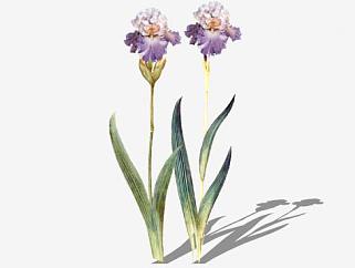 紫色花植物SU模型下载_sketchup草图大师SKP模型