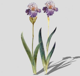 紫色花植物SU模型下载_sketchup草图大师SKP模型