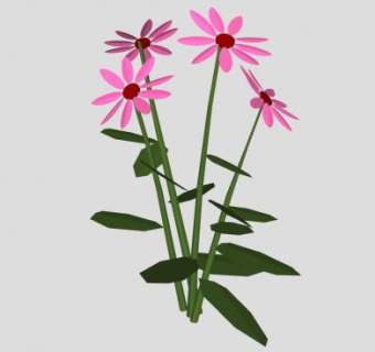 紫松果菊植物SU模型下载_sketchup草图大师SKP模型