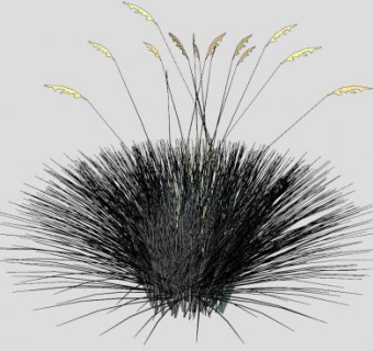 一簇草本植物SU模型下载_sketchup草图大师SKP模型