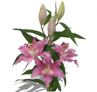 东方百合植物SU模型下载_sketchup草图大师SKP模型