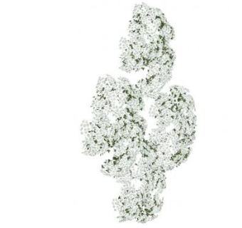 攀岩的白玫瑰SU模型下载_sketchup草图大师SKP模型