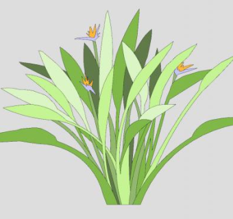 2D鹤望兰植物SU模型下载_sketchup草图大师SKP模型