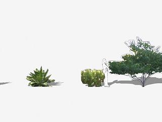 2D沙漠植物集SU模型下载_sketchup草图大师SKP模型