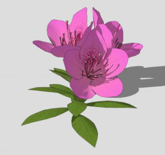 粉色开花植物SU模型下载_sketchup草图大师SKP模型
