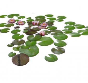 荷叶睡莲池SU模型下载_sketchup草图大师SKP模型