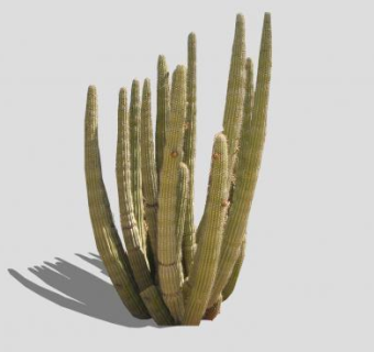 风琴管形状仙人掌SU模型下载_sketchup草图大师SKP模型