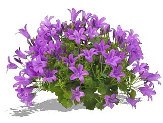 <em>紫色</em>风铃草植物SU模型下载_sketchup草图大师SKP模型