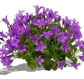 紫色风铃草植物SU模型下载_sketchup草图大师SKP模型