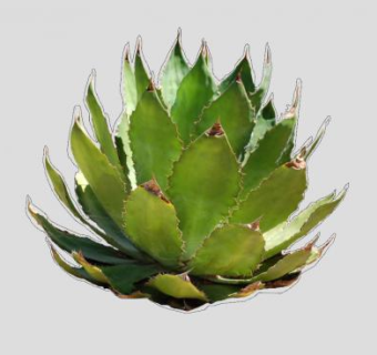 2D沙漠龙舌兰SU模型下载_sketchup草图大师SKP模型