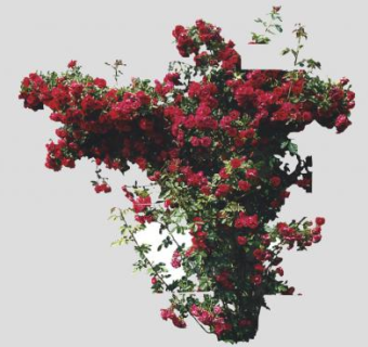 红蔷薇灌木植物SU模型下载_sketchup草图大师SKP模型