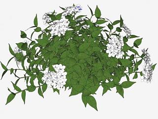 白色绣球花观赏植物SU模型下载_sketchup草图大师SKP模型