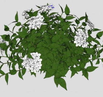 白色绣球花观赏植物SU模型下载_sketchup草图大师SKP模型