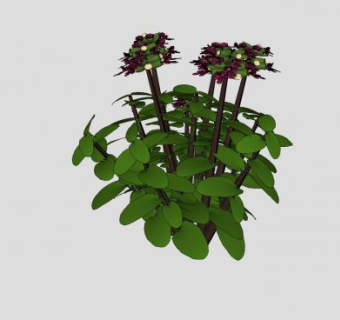 百里香半灌木植物sketchup模型下载_sketchup草图大师SKP模型