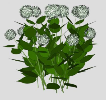 白色花属植物SU模型下载_sketchup草图大师SKP模型